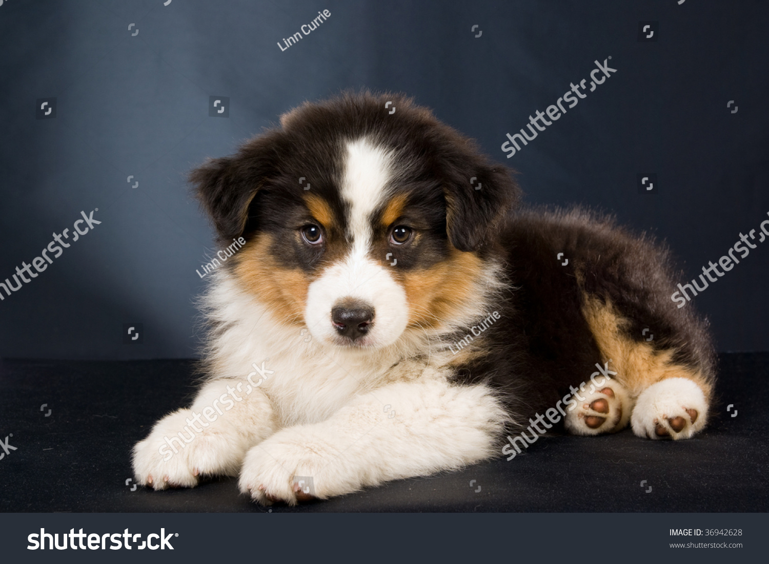 Australian Shepherd Puppy On Black Background Stock Photo 36942628 ...