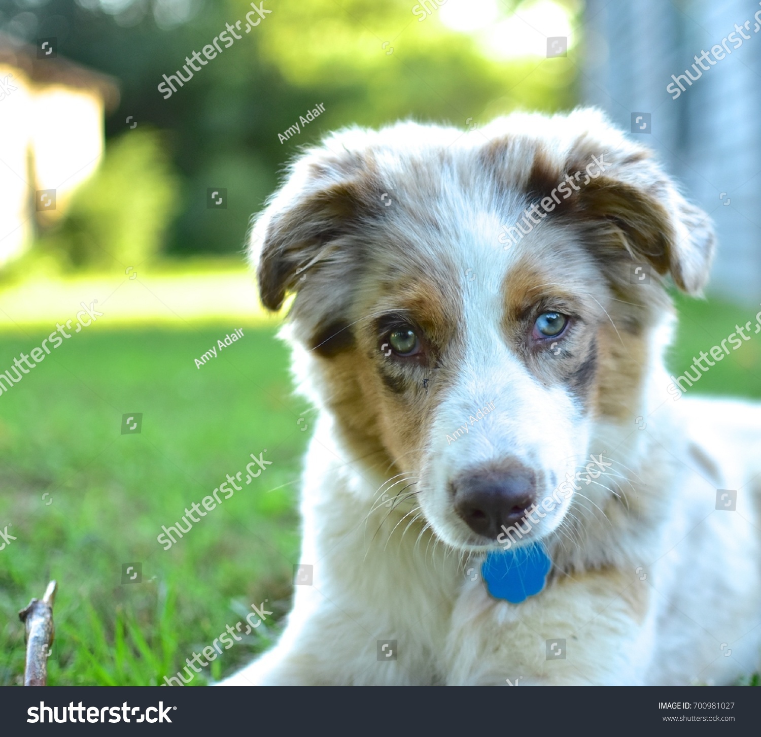 Australian Shepherd Puppy One Green Eye Stock Photo Edit Now