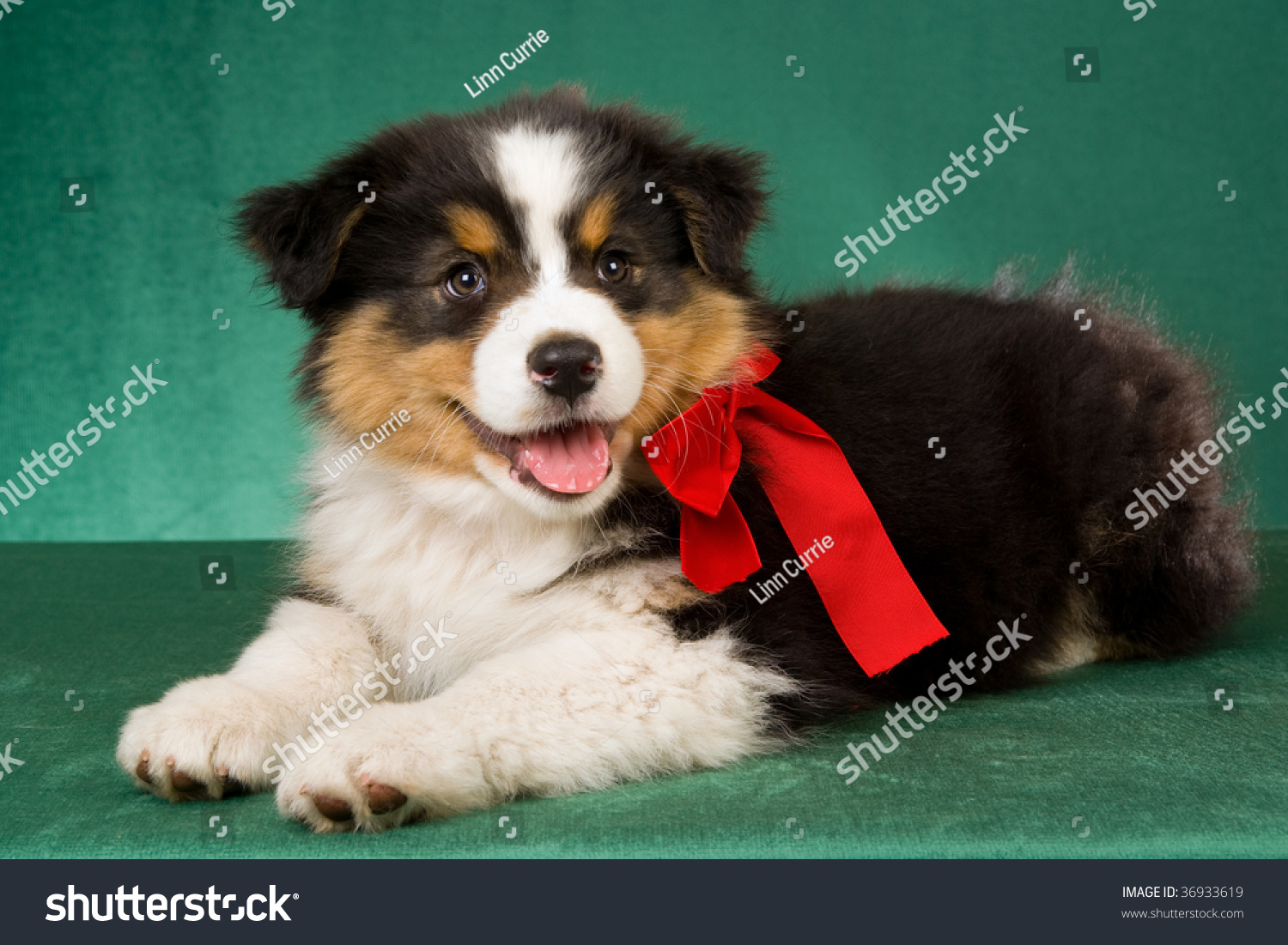 australian shepherd puppies los angeles australian shepherd puppy red christmas bow stock photo 36933619 australian shepherd puppies los angeles australian shepherd puppy red christmas bow stock photo 36933619
