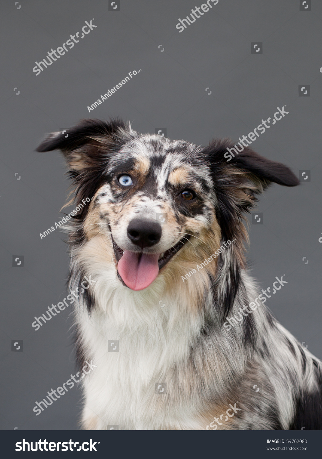 Australian Shepherd One Blue One Brown Stock Photo Edit Now