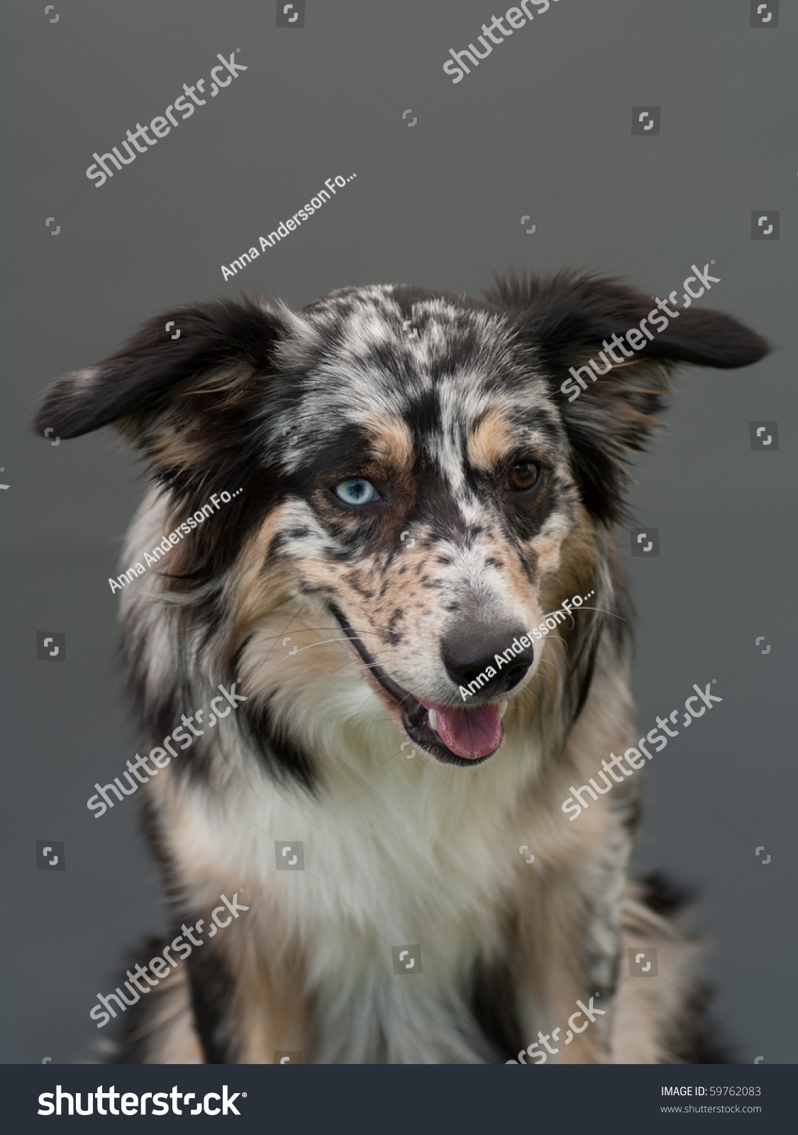 Australian Shepherd One Blue One Brown Stock Photo Edit Now 5976