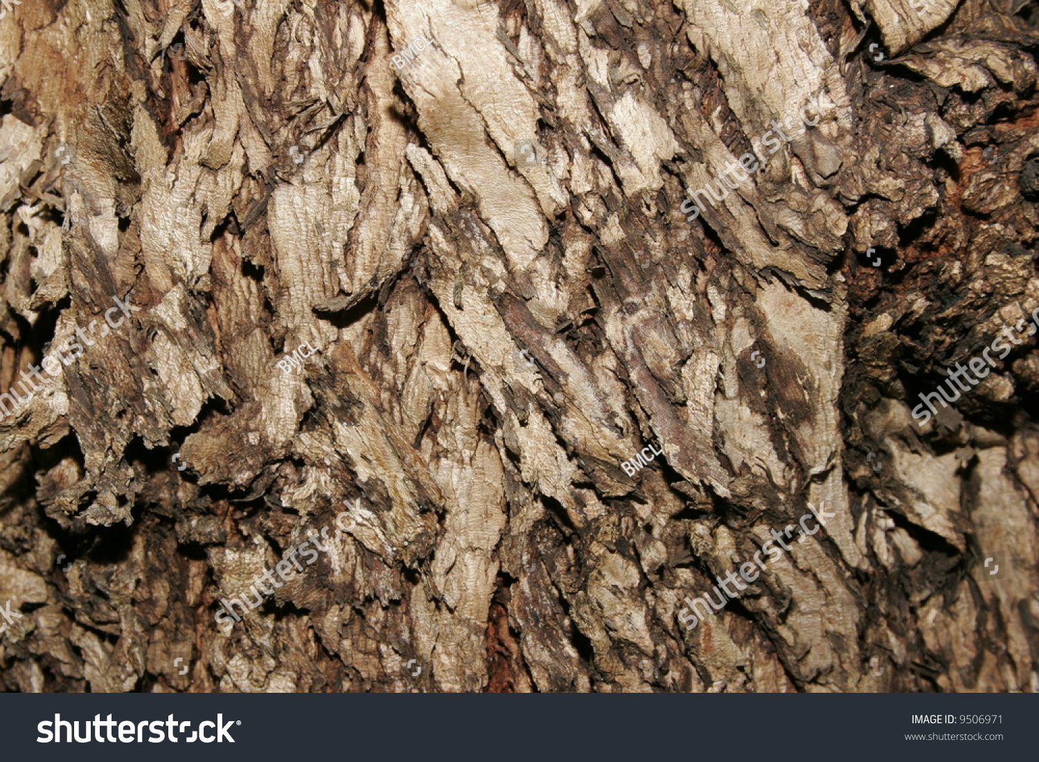 Australian Stringy Bark Texture Stock Photo (Edit Now) 9506971