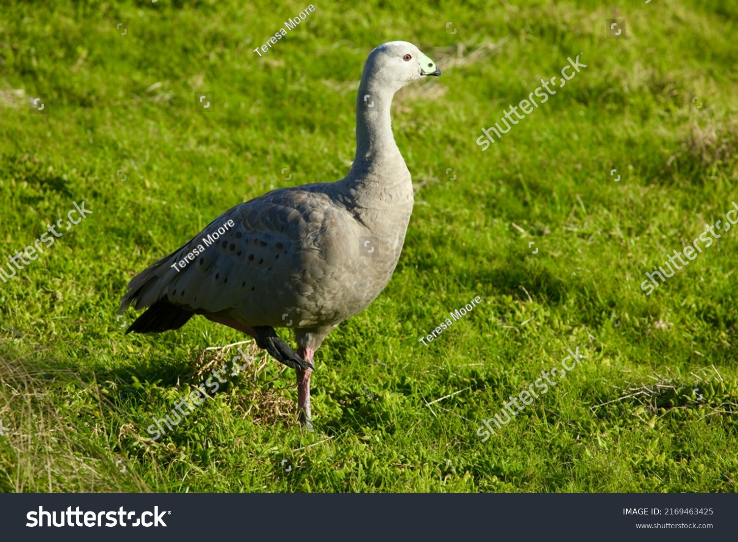 849 Australian goose Images, Stock Photos & Vectors | Shutterstock