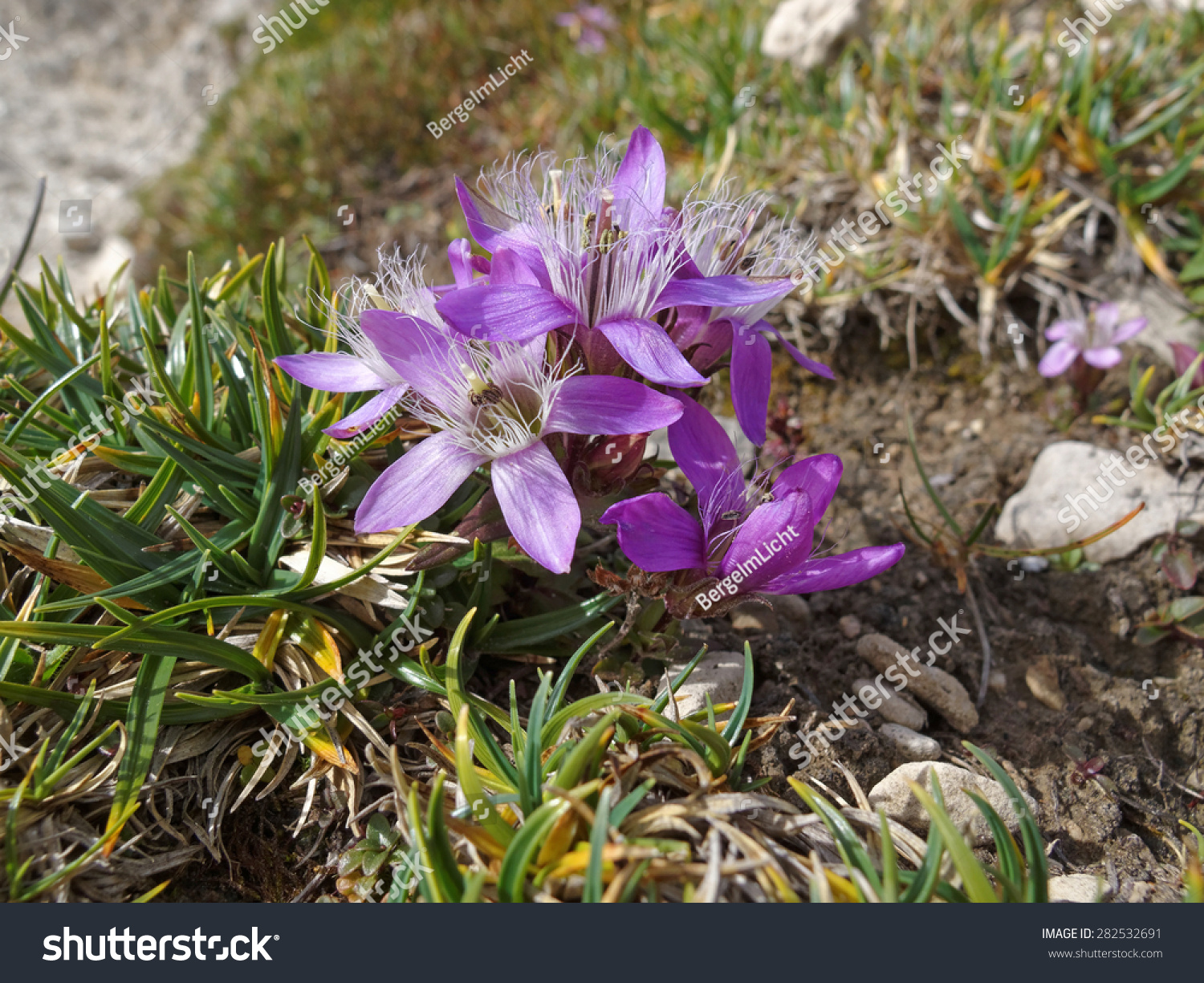 Austria Tyrolean Alps Mountain Flower Gentian Stock Photo 282532691 ...