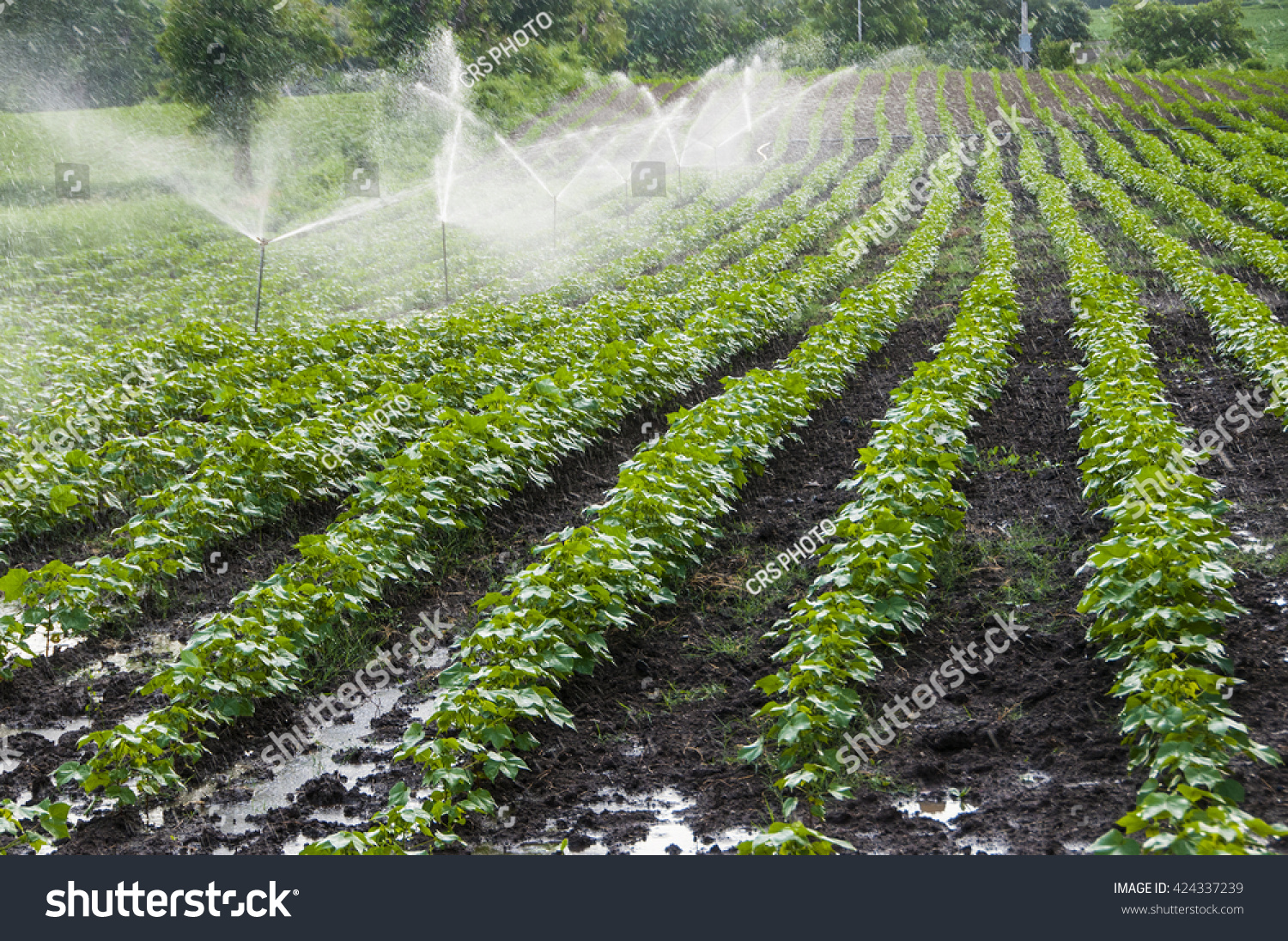 irrigation system in india