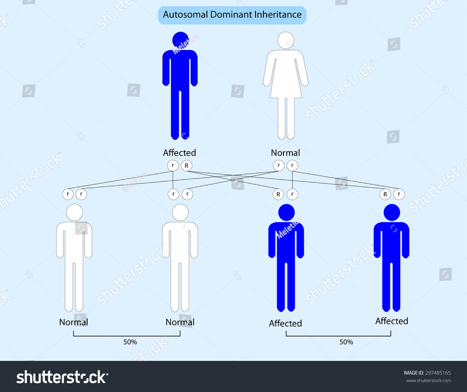 Autosomal Dominant Inheritance Stock Illustration 297485165 Shutterstock 9470