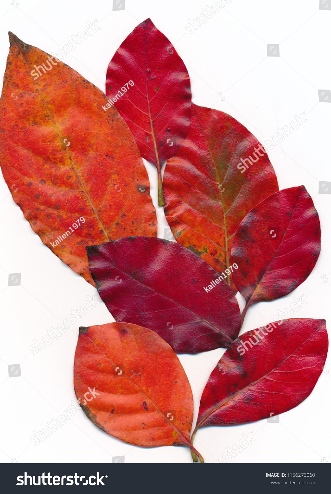 Autumn Black Cherry Tree Leaves On Stock Photo Edit Now 1156273060