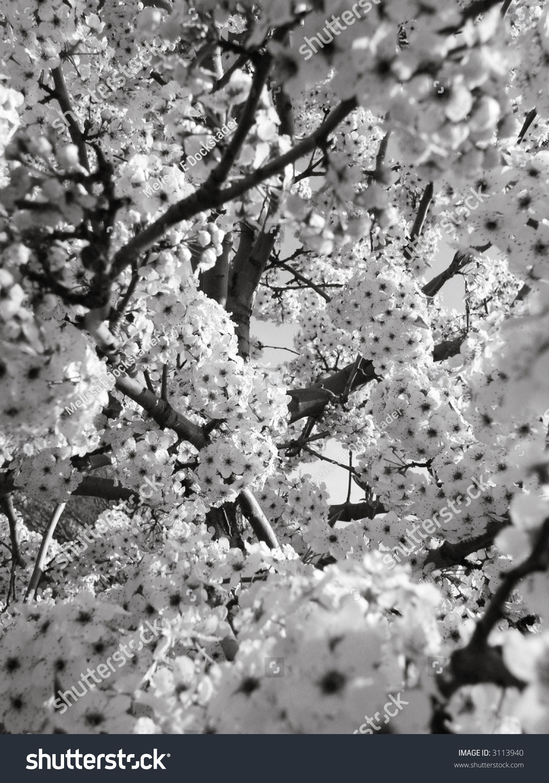 Autumn Blaze Cultivar Flowering Pear Tree In Spring, Covered In White ...