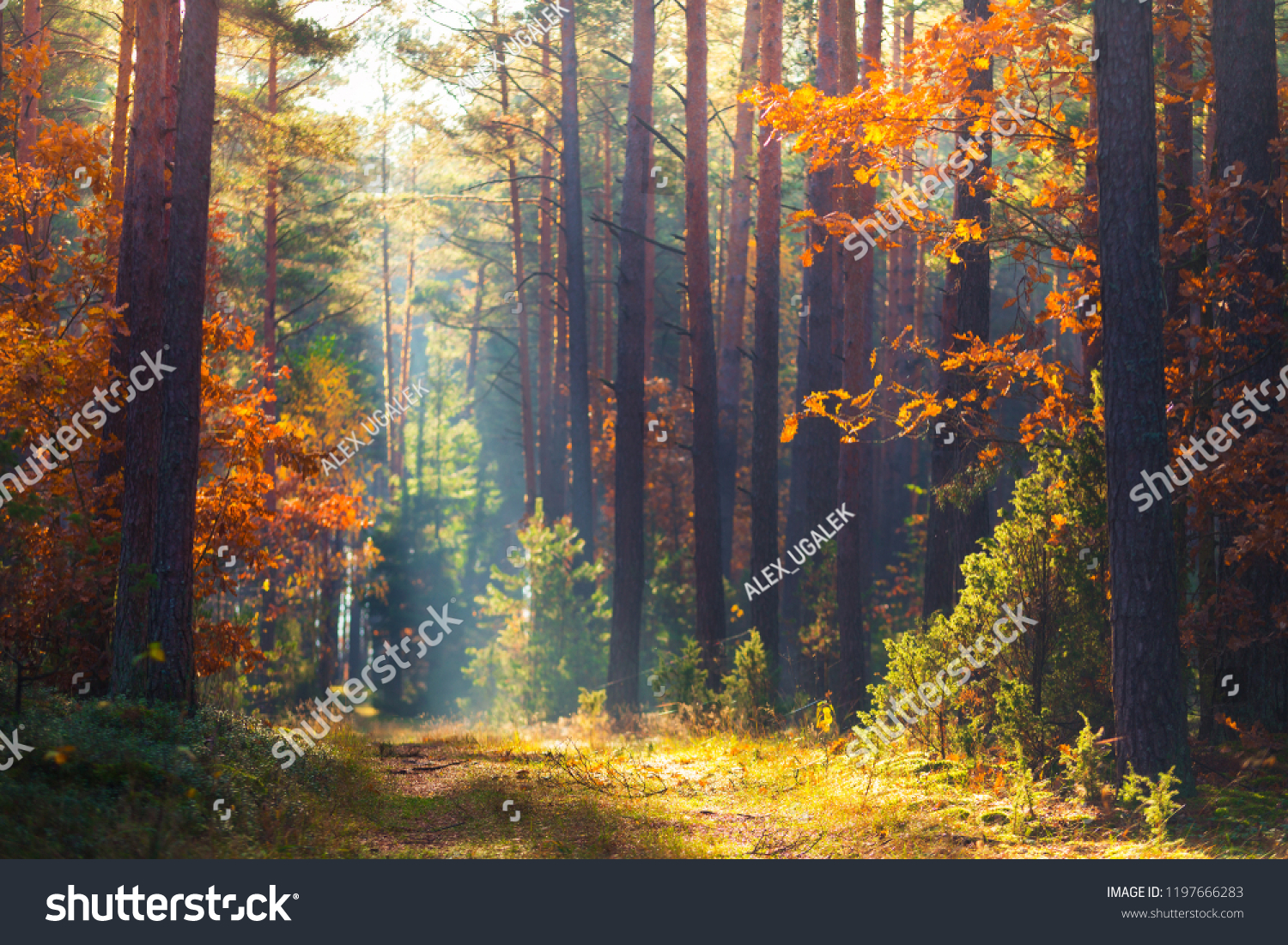 Herbstwald Herbst Natur Herbstlicher Malerischer Hintergrund Wald Mit Stockfoto Jetzt Bearbeiten 1197666283