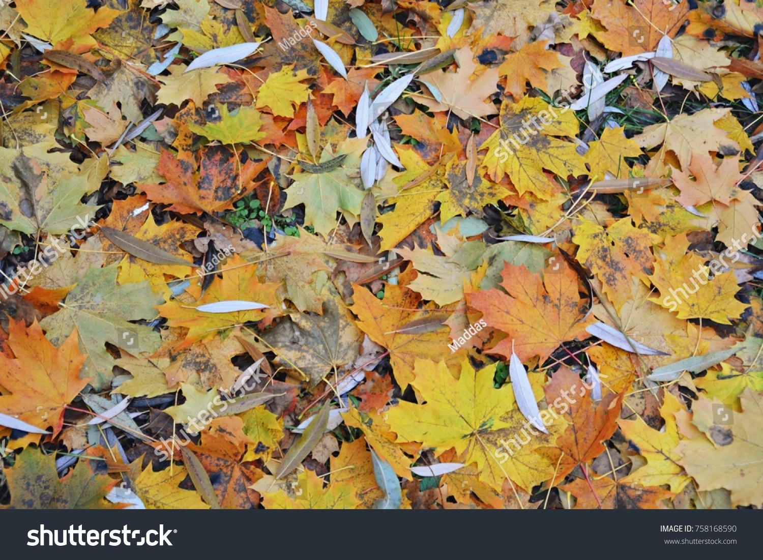 Autumn Forest Floor Stock Photo Edit Now