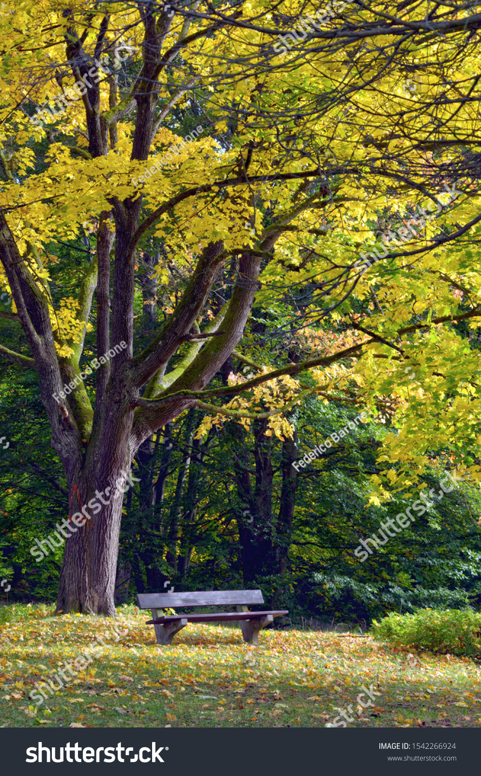 stock-photo-autumn-in-park-bench-with-ye