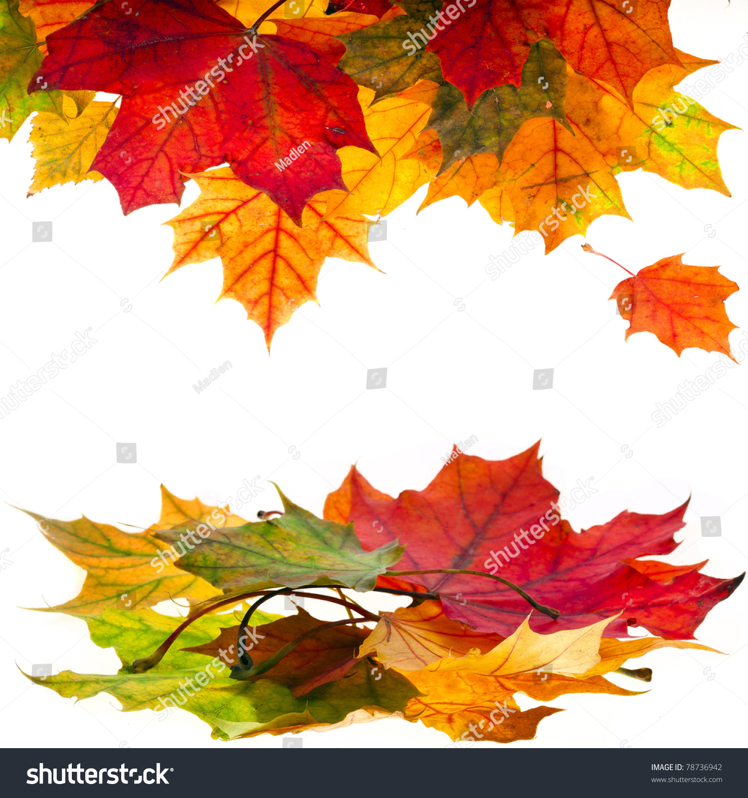 Autumn Leaves Falling Isolated On White Stock Photo 78736942 - Shutterstock