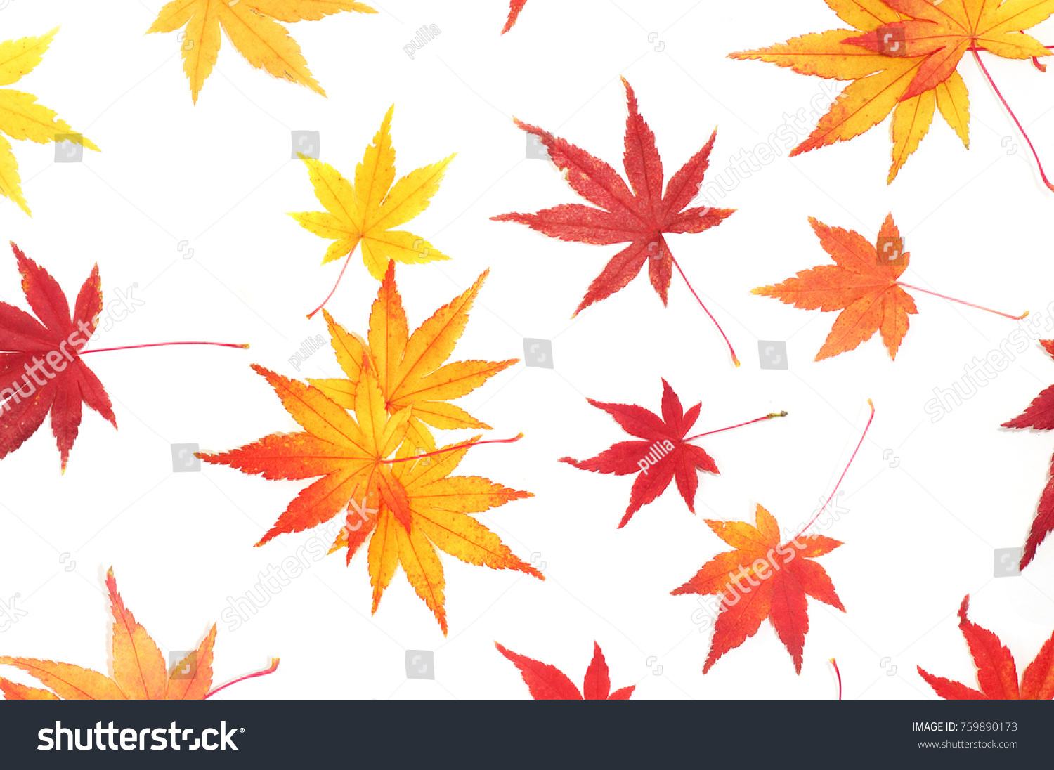 Autumn Leaves Japanese Maple Momiji On Stock Photo 759890173 - Shutterstock