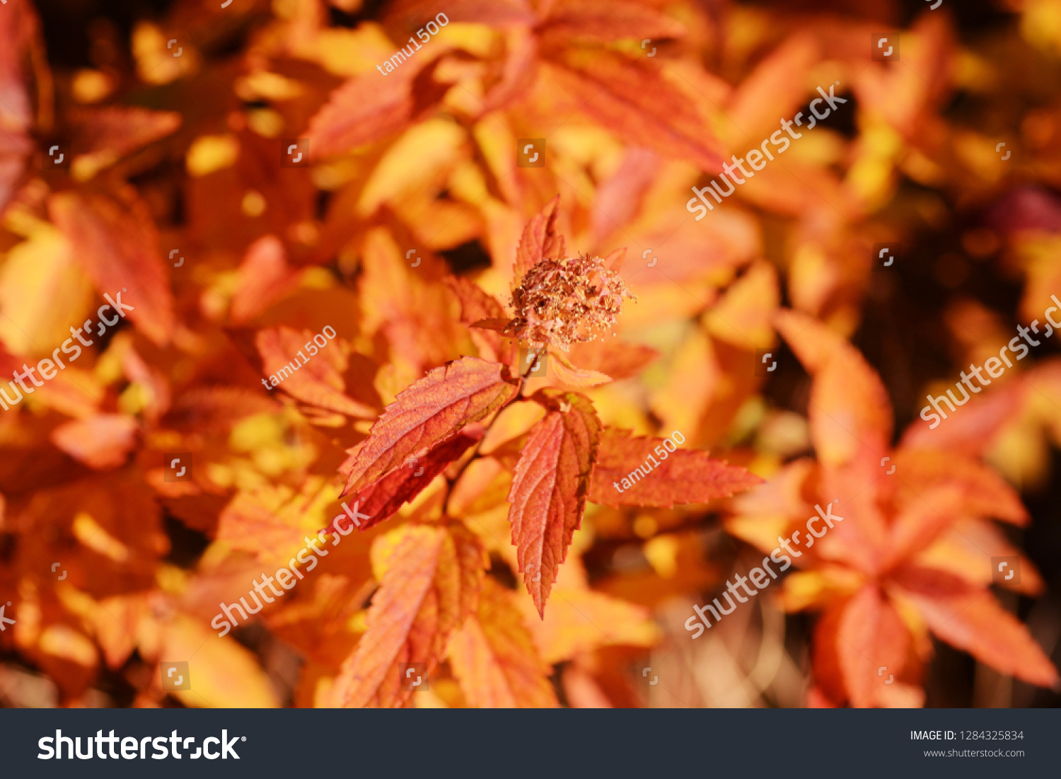 Autumn Leaves Japanese Spirea Spiraea Japonica Stock Photo Edit Now