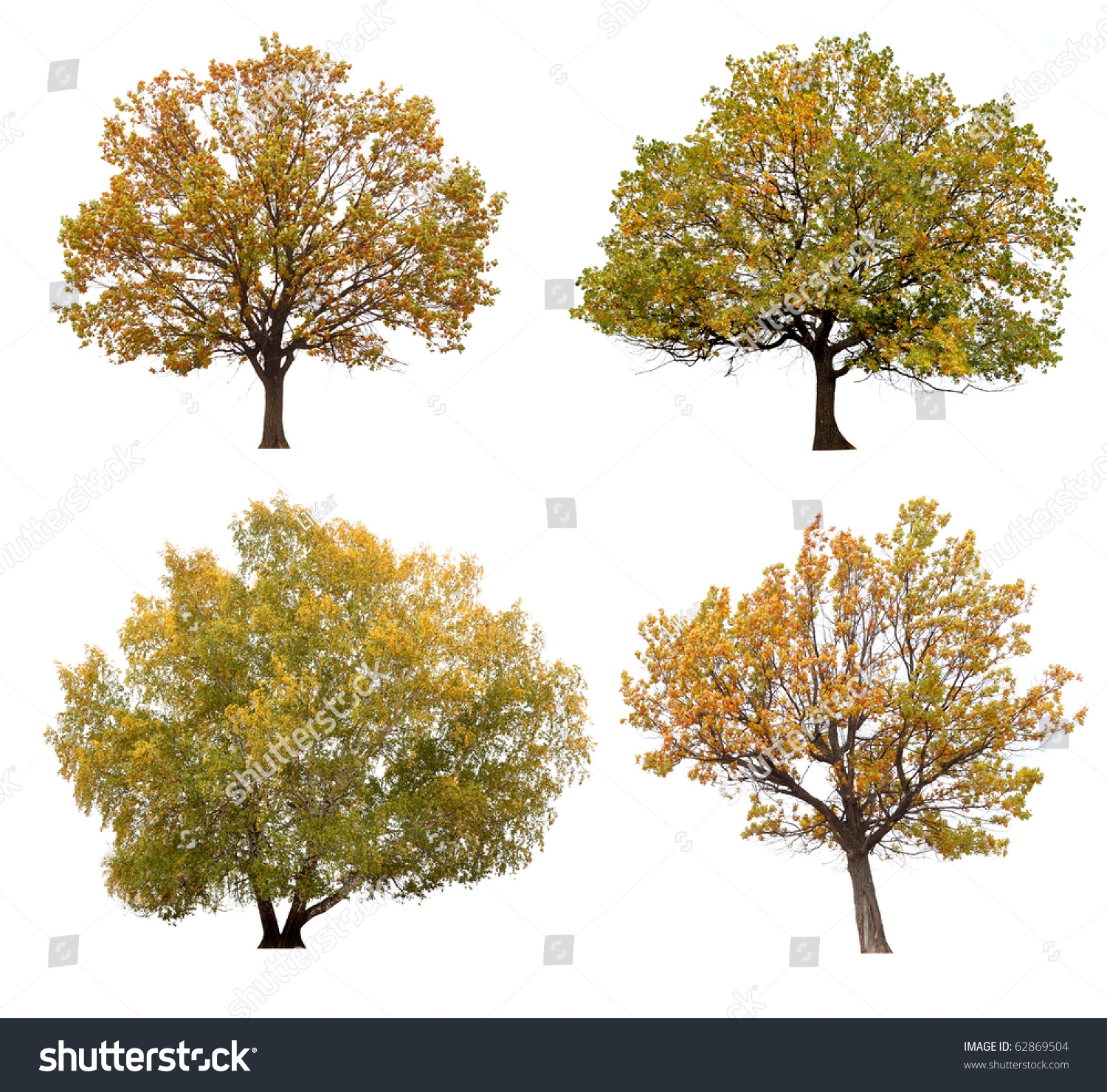 Autumn Trees Isolated On White Background. Stock Photo 62869504 ...