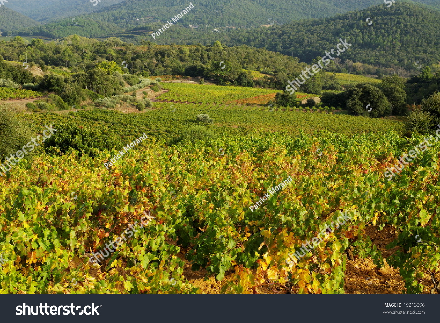 Autumn Vineyard Landscape In Provence Stock Photo 19213396 : Shutterstock