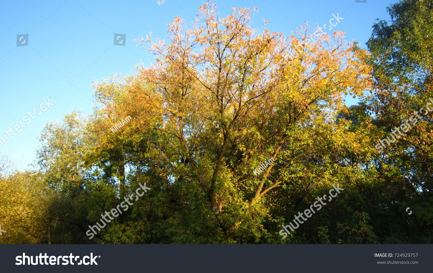 Autumn Willow Trees Blue Sky Stock Photo Edit Now