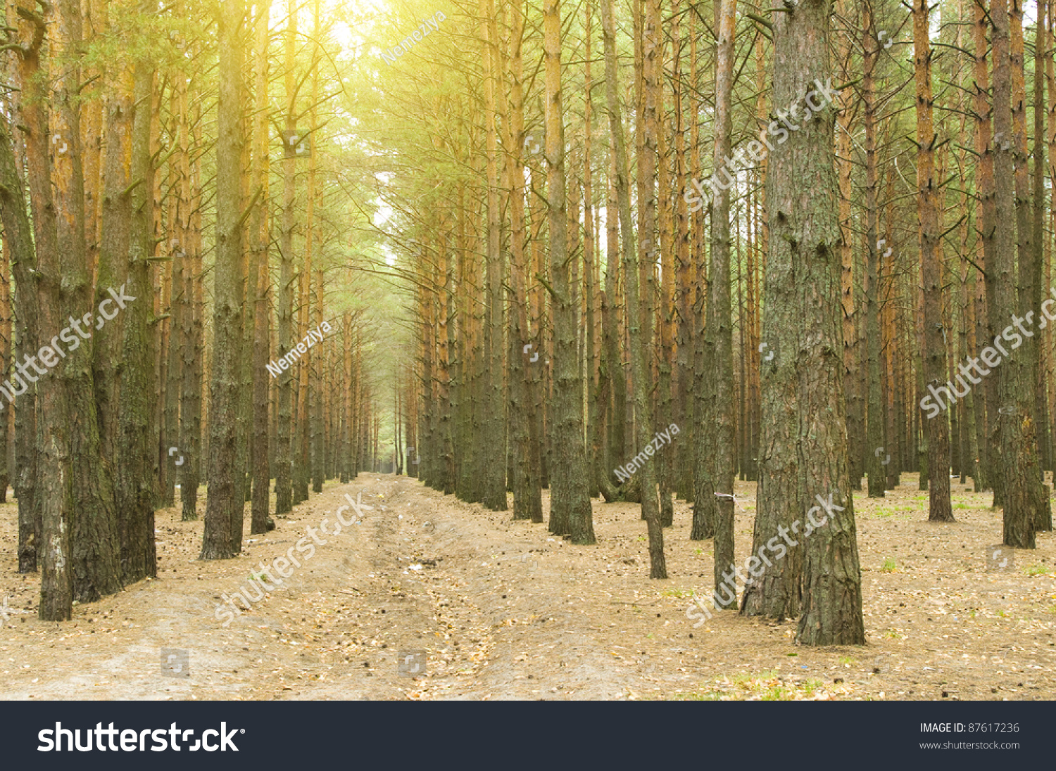 Autumn Wood Sunrise Rays Sun Light Stock Photo 87617236 - Shutterstock