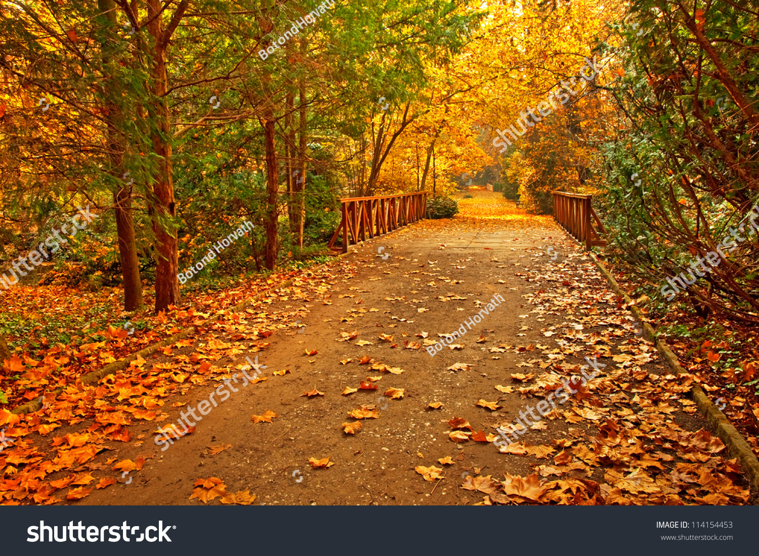 Autumnal Scene In The Forest Stock Photo 114154453 : Shutterstock