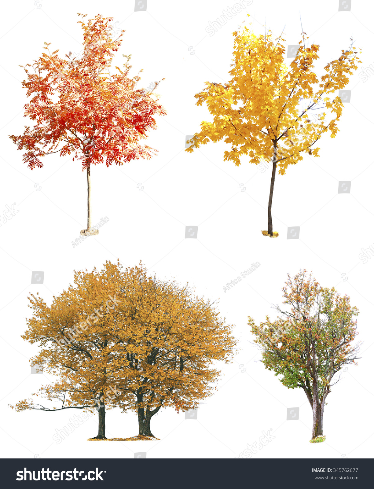 Autumnal Trees Isolated On White Stock Photo 345762677 : Shutterstock