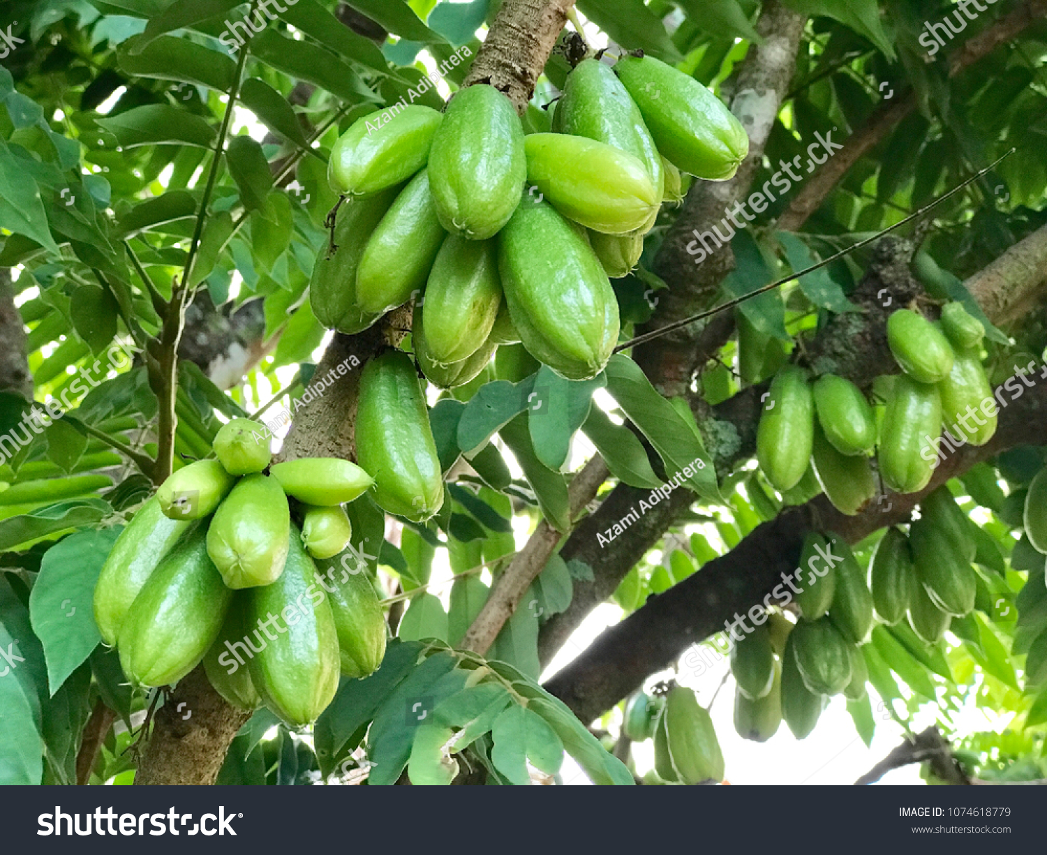 Averrhoa Bilimbi L Small Sour Starfruit Stock Photo Edit Now 1074618779