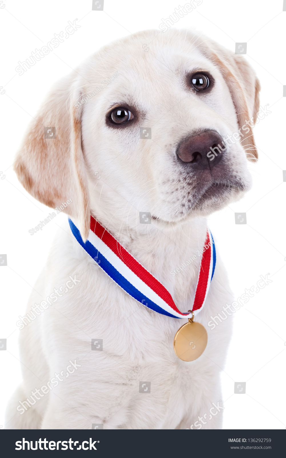 Award Winner Champion Puppy Stock Photo (Edit 136292759