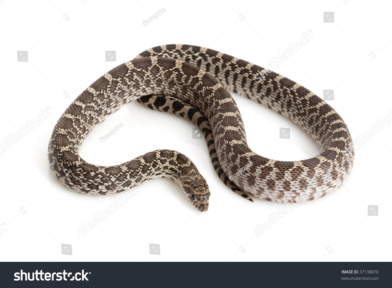 Axanthic Bull Snake Pituophis Catenifer Sayi Foto Stok 37138870 ...