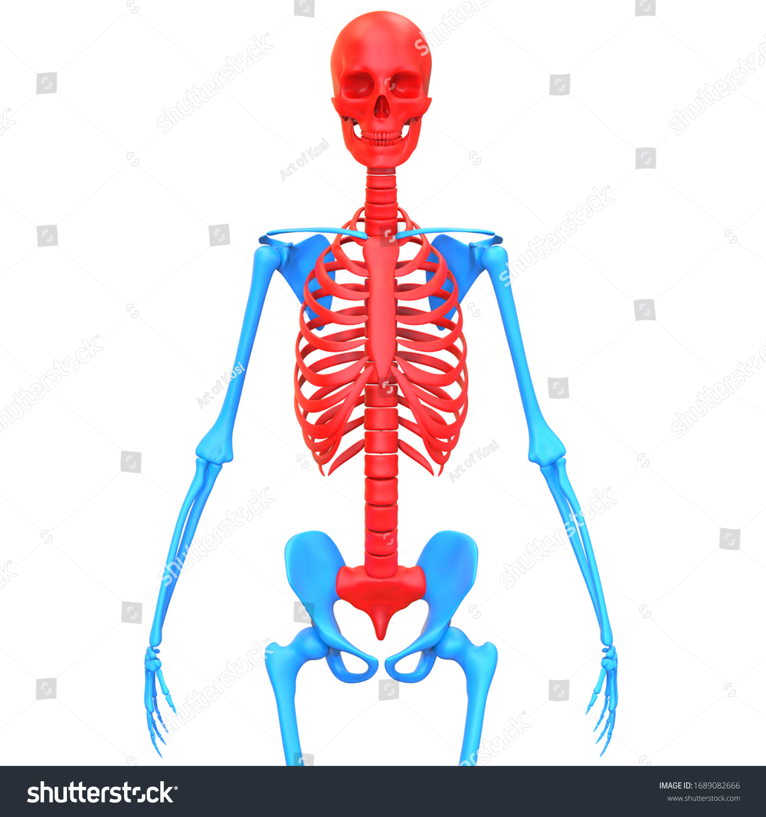 axial-skeleton-human-skeleton-system-anatomy-1689082666