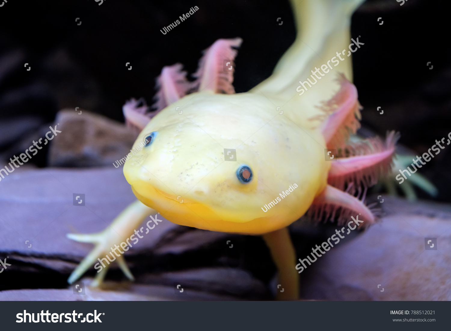 Axolotl Ambystoma Mexicanum Front Stock Photo 788512021 | Shutterstock