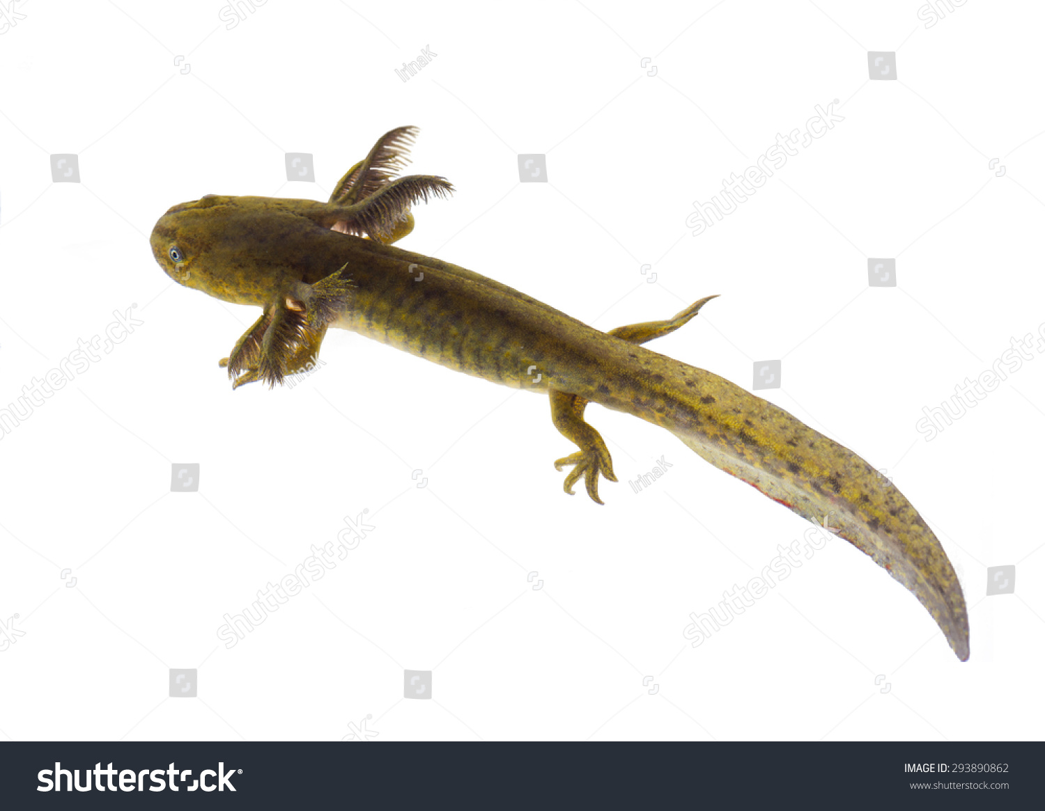 Axolotls Members Ambystoma Tigrinum Tiger Salamander Stock Photo ...