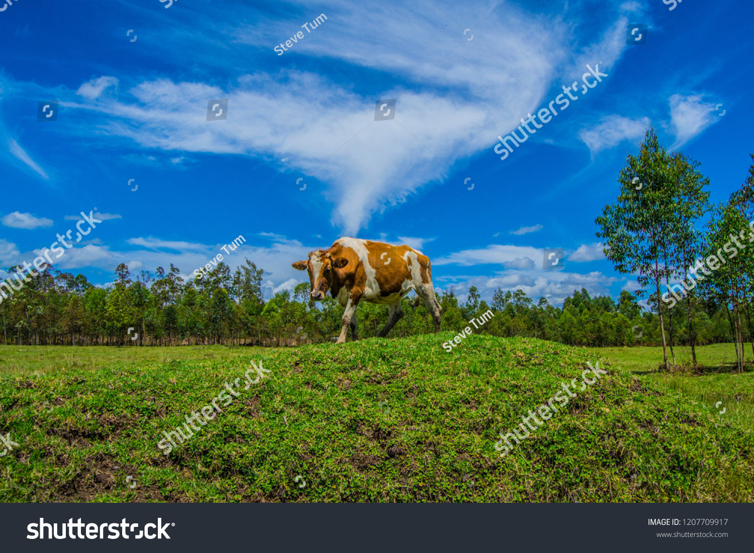 Ayrshire Cattle Green Farm Landscape Stock Photo Edit Now 1207709917