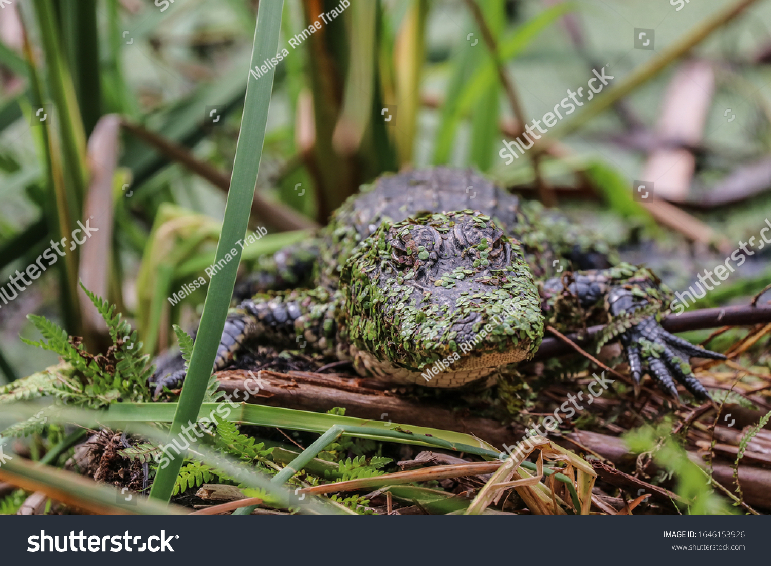 Bebe Alligator Avec Une Racaille De Photo De Stock Modifiable