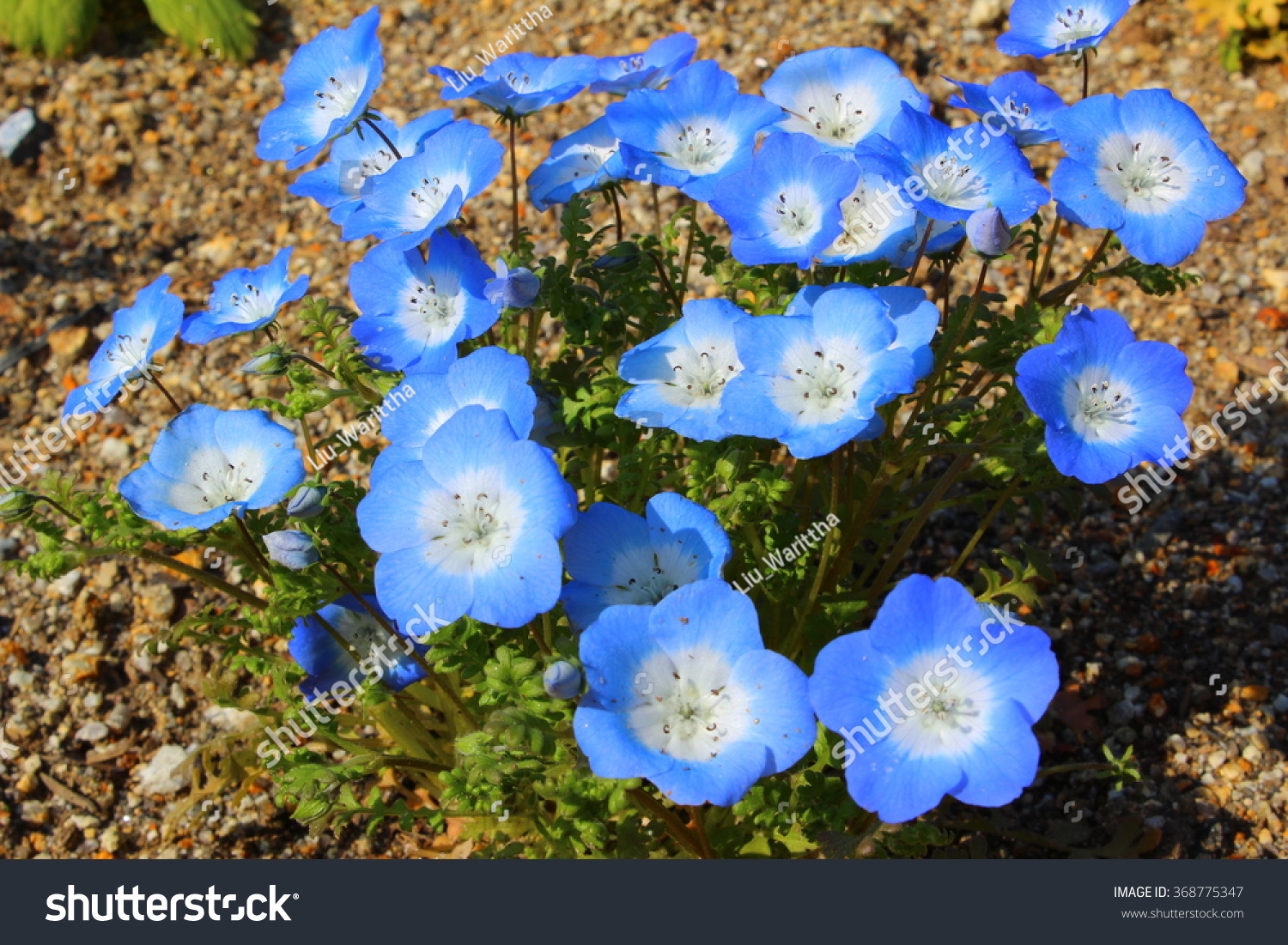 Baby Blue Eyes Flower Nemophila Menziesii Stock Photo Edit Now