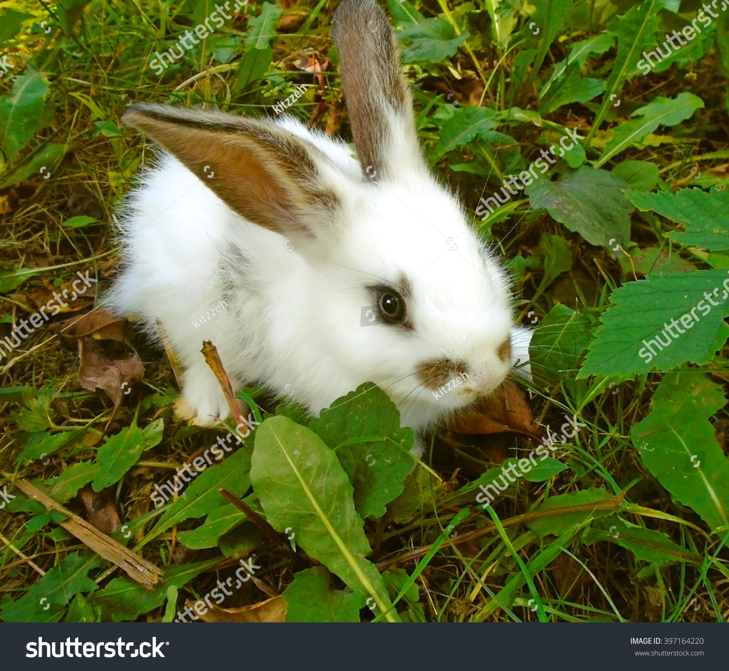Baby Bunny Grass Stock Photo 397164220 | Shutterstock