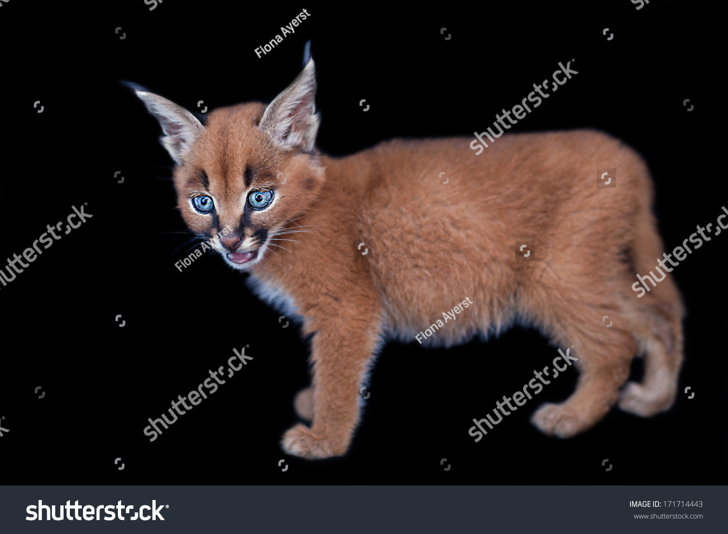 Baby Caracal Stock Photo 171714443 - Shutterstock Baby Caracal Stock Photo 171714443 - Shutterstock