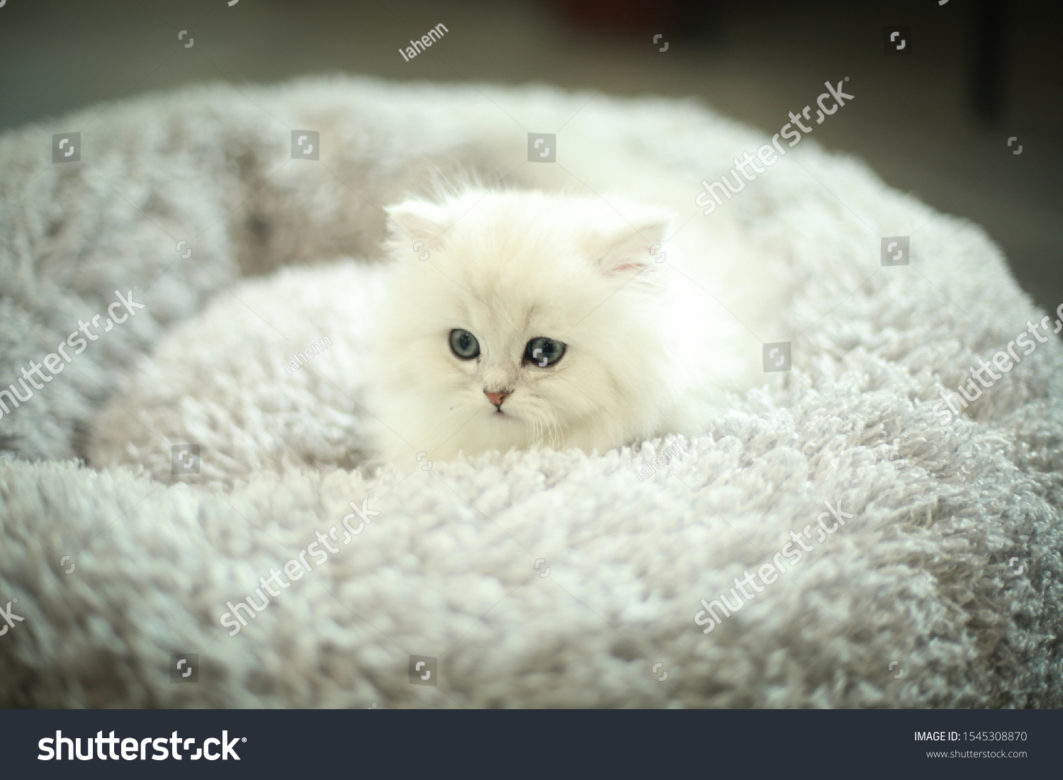 Baby Cat Chinchilla Cat Persian Cat Stock Photo Edit Now