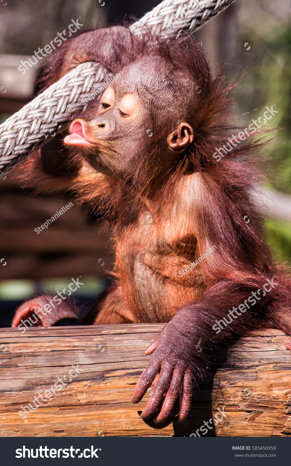 Baby Chimpanzee Making Funny Face Stock Photo Edit Now