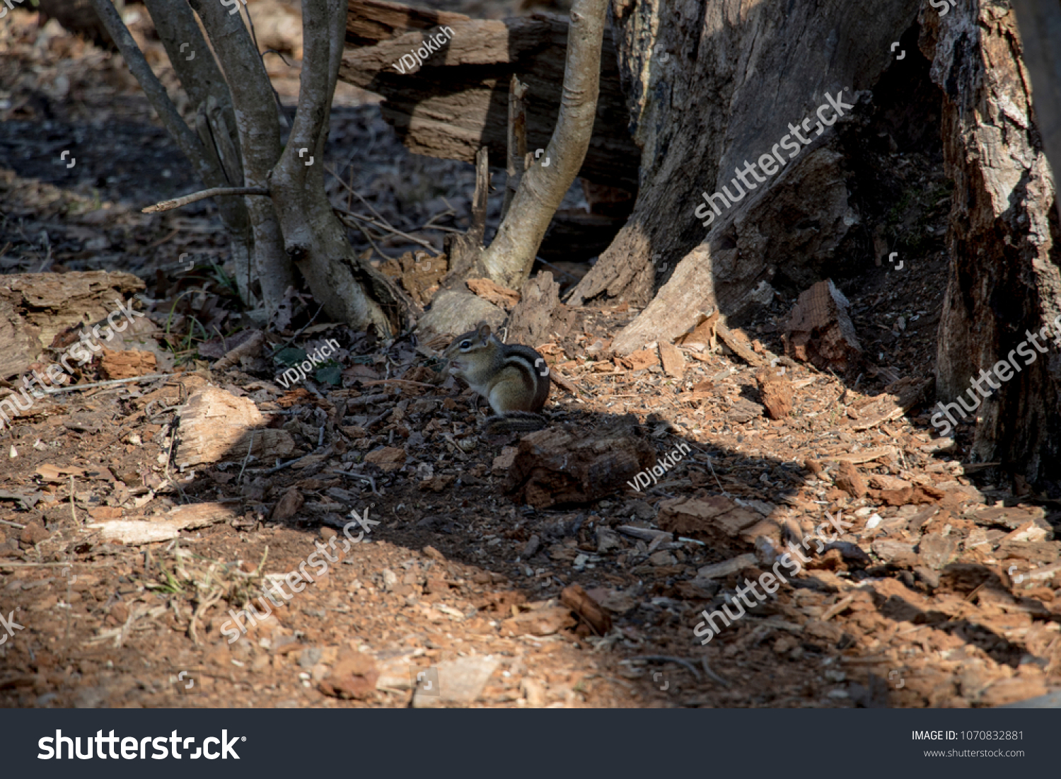 Baby Chipmunk Eating Nuts On Forest Stock Photo Edit Now