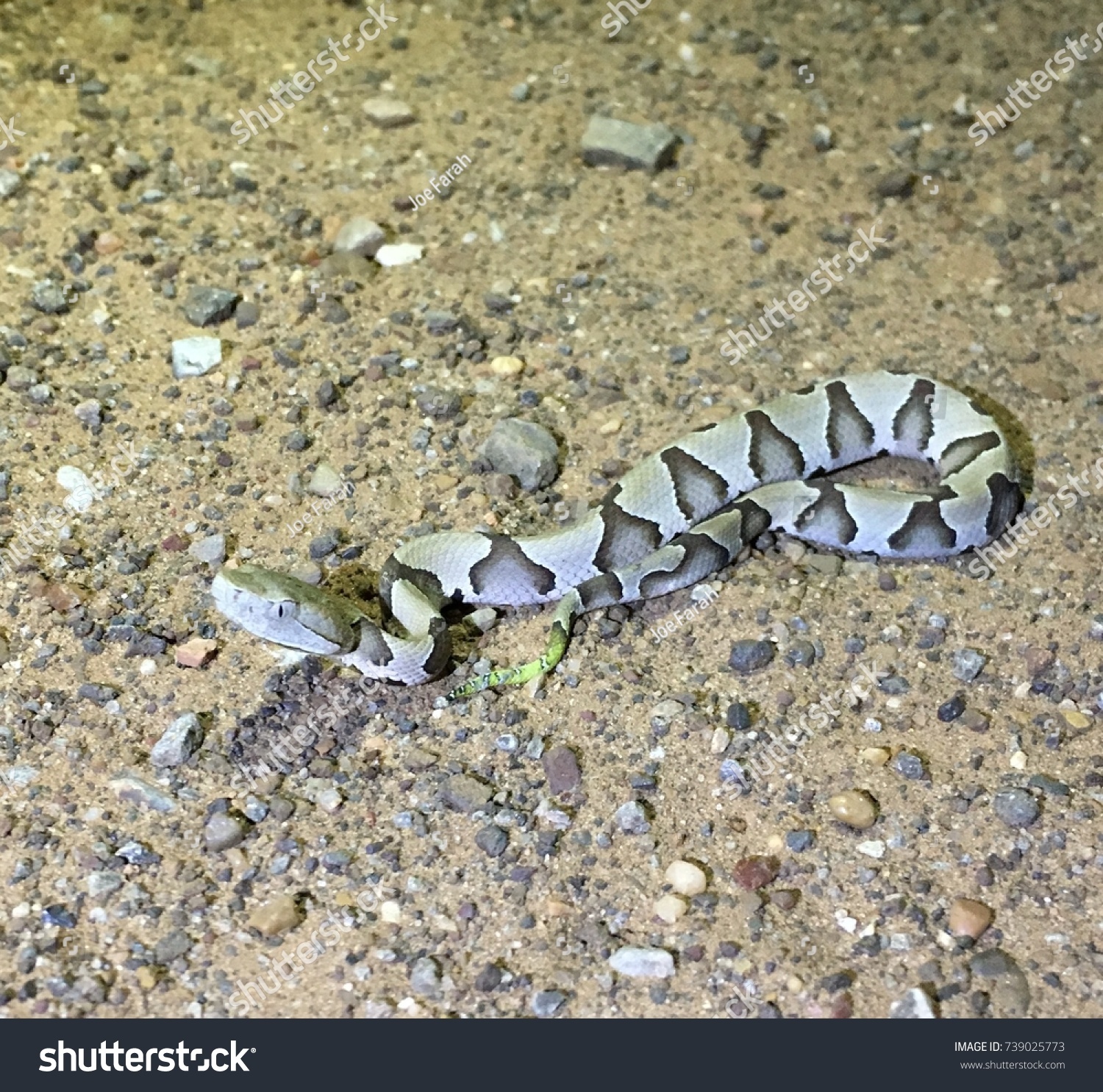 Baby Copperhead Snake Stock Photo Edit Now