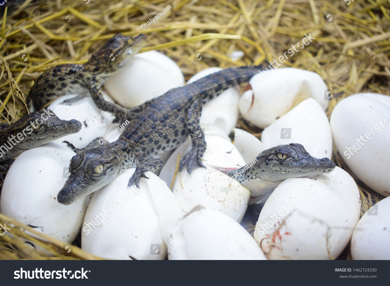 Baby Crocodile Hatching Egg Stock Photo (Edit Now) 1462724330