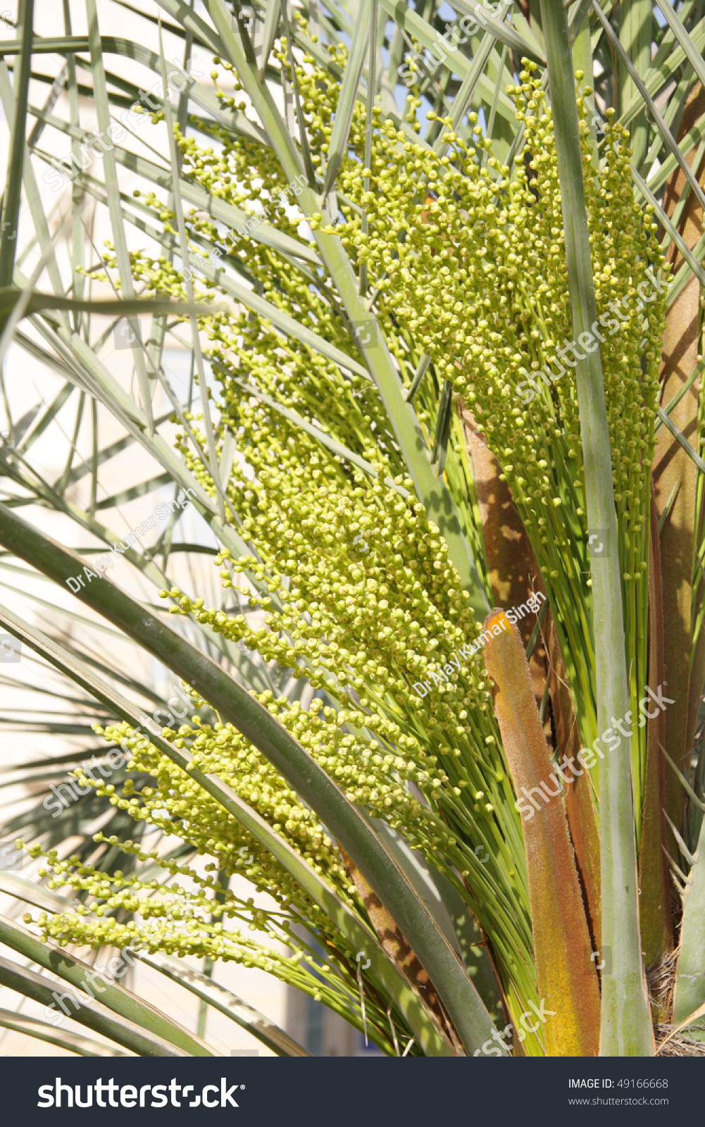 Baby Dates Popping Out From Newly Formed Stem In A Date Palm Tree Stock ...