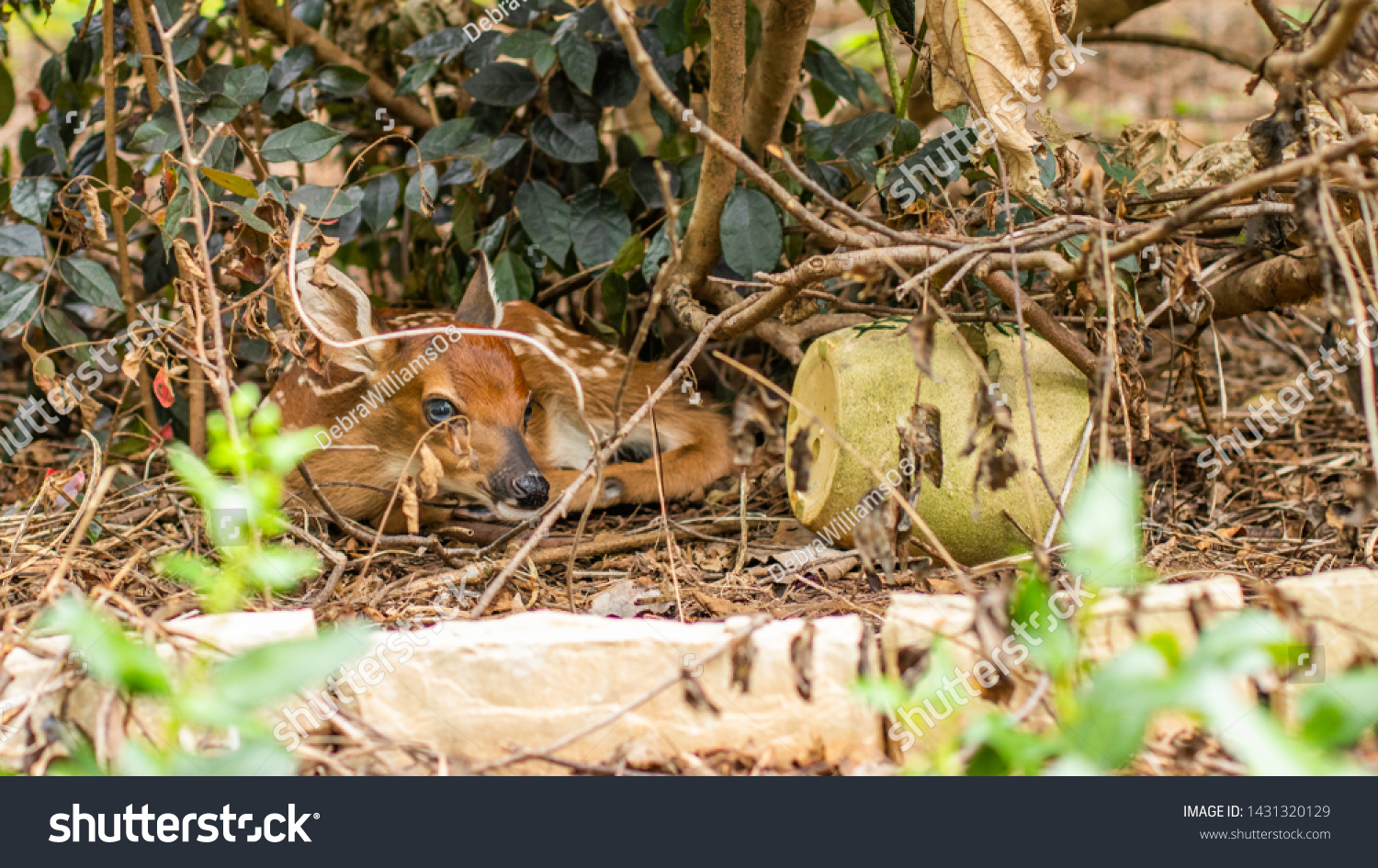 Baby Deer Hiding Bushes Stock Photo 1431320129 Shutterstock