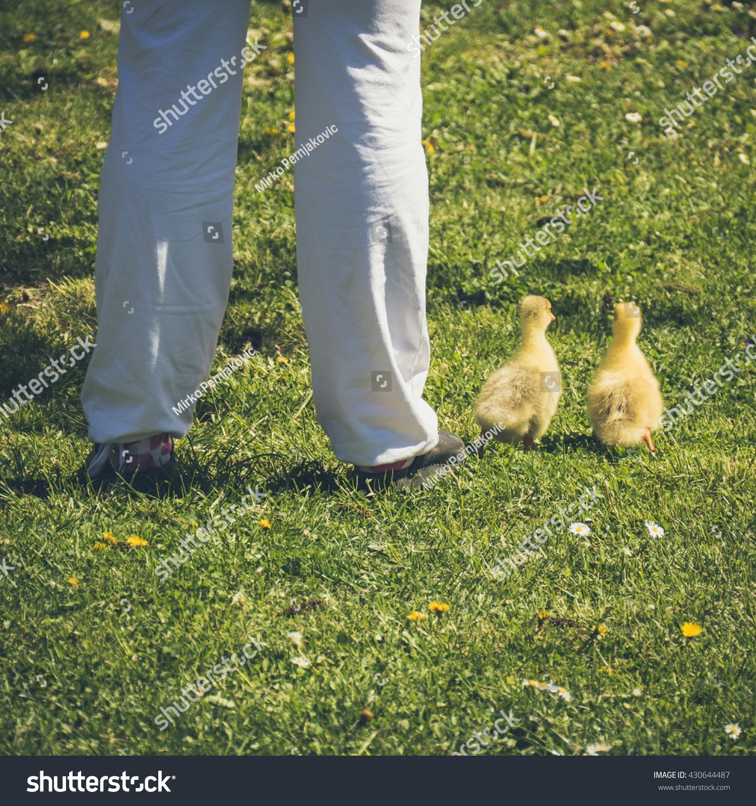 Baby Ducks Following Human Legs Stock Photo Edit Now 430644487