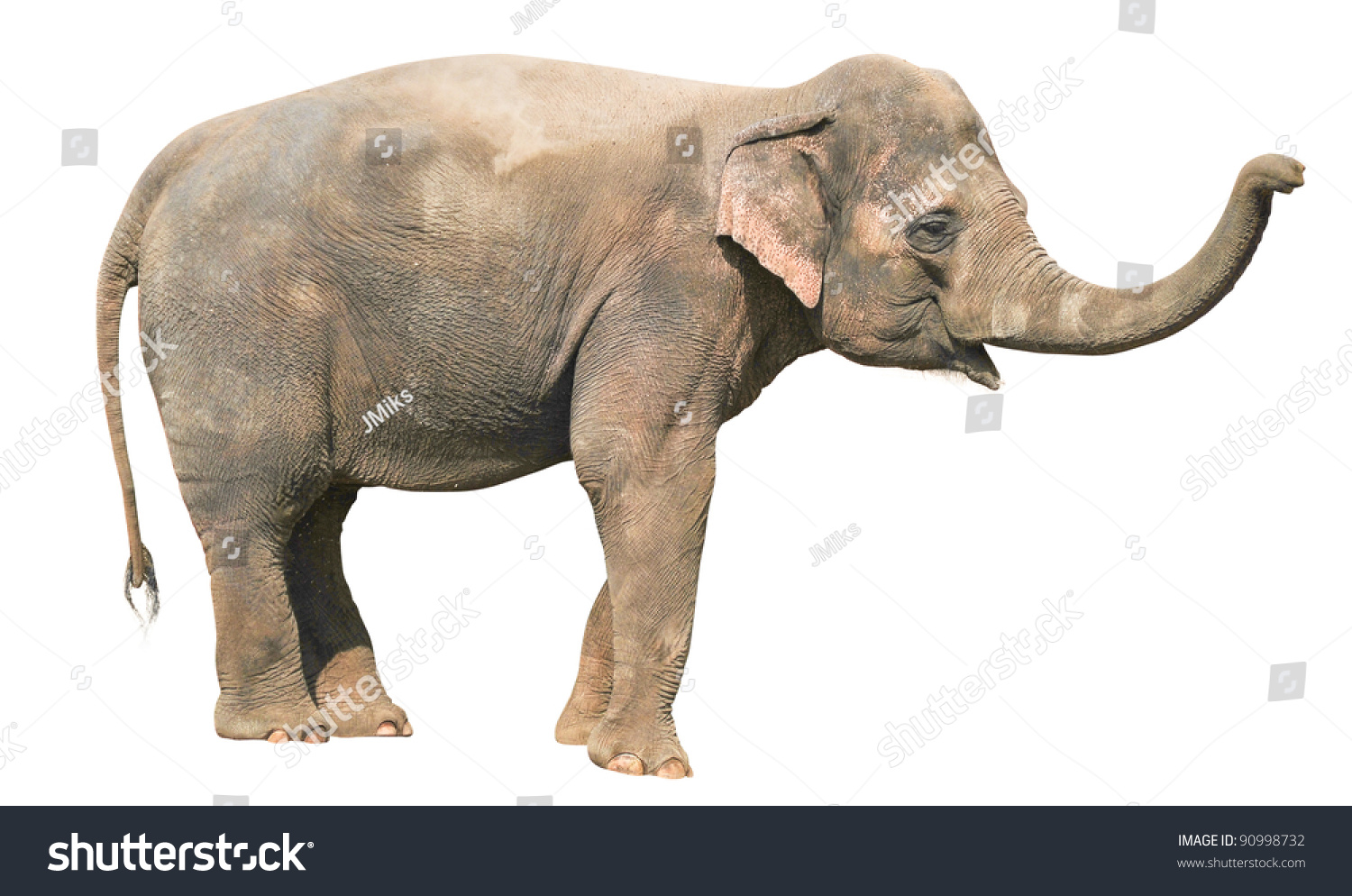 Baby Elephant Isolated On White Stock Photo (Edit Now) 90998732