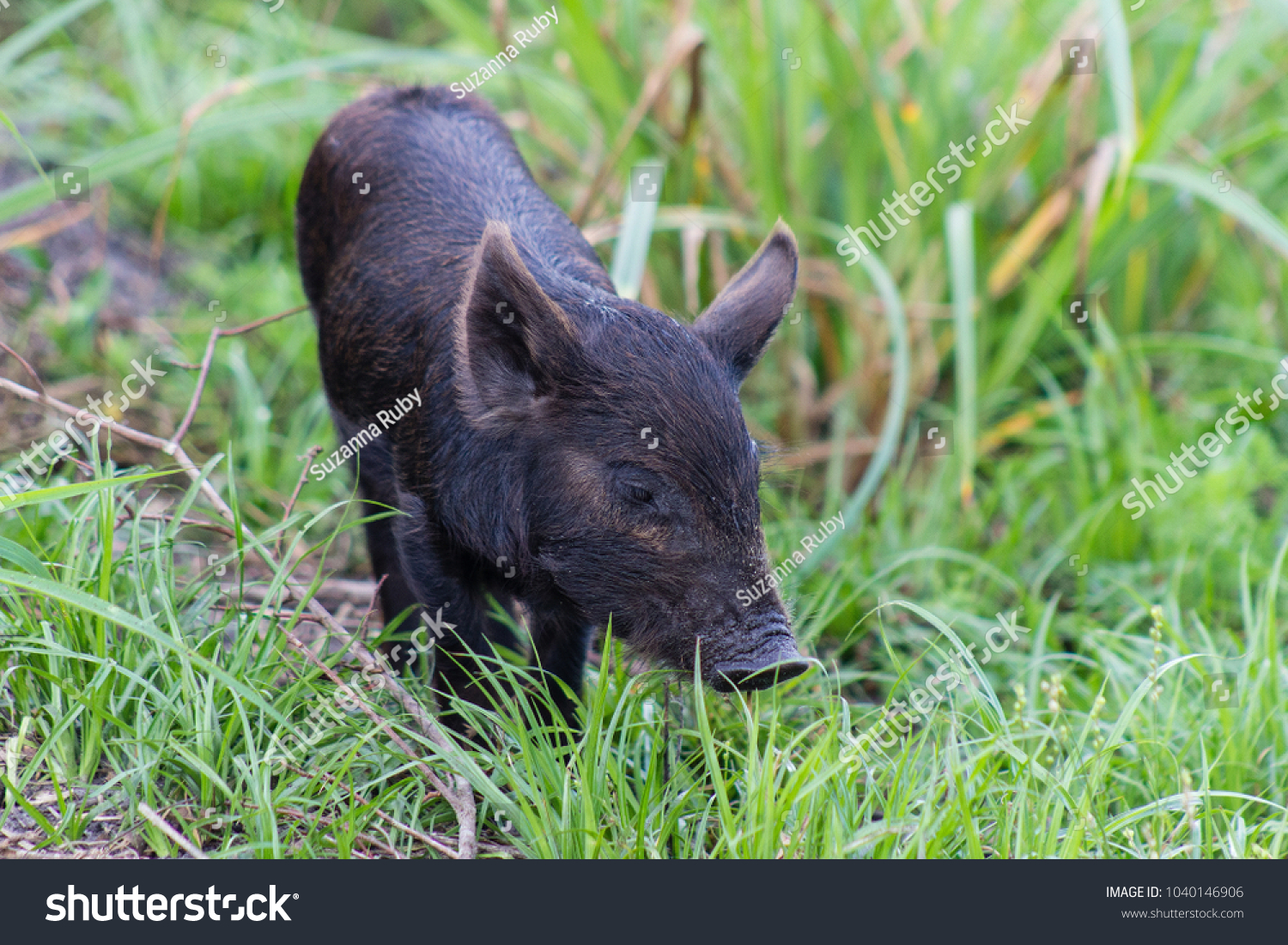 Baby Feral Pig Stock Photo 1040146906 Shutterstock