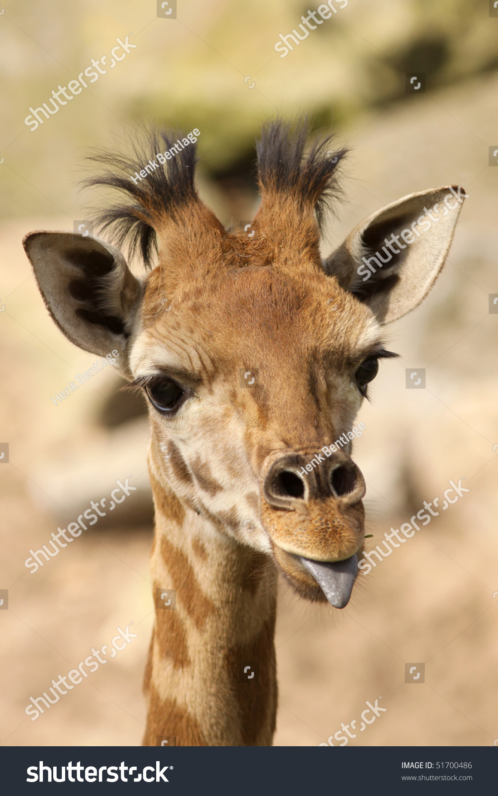 Baby Giraffe Sticking Out Tongue Stock Photo 51700486 - Shutterstock