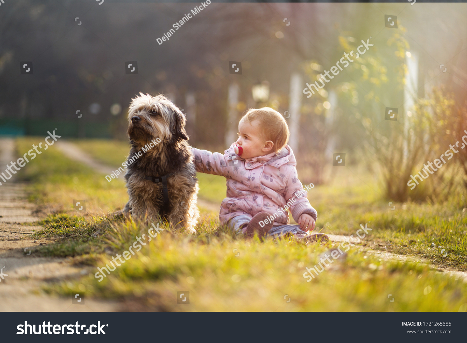 228-636-cute-baby-puppy-stock-photos-images-photography-shutterstock