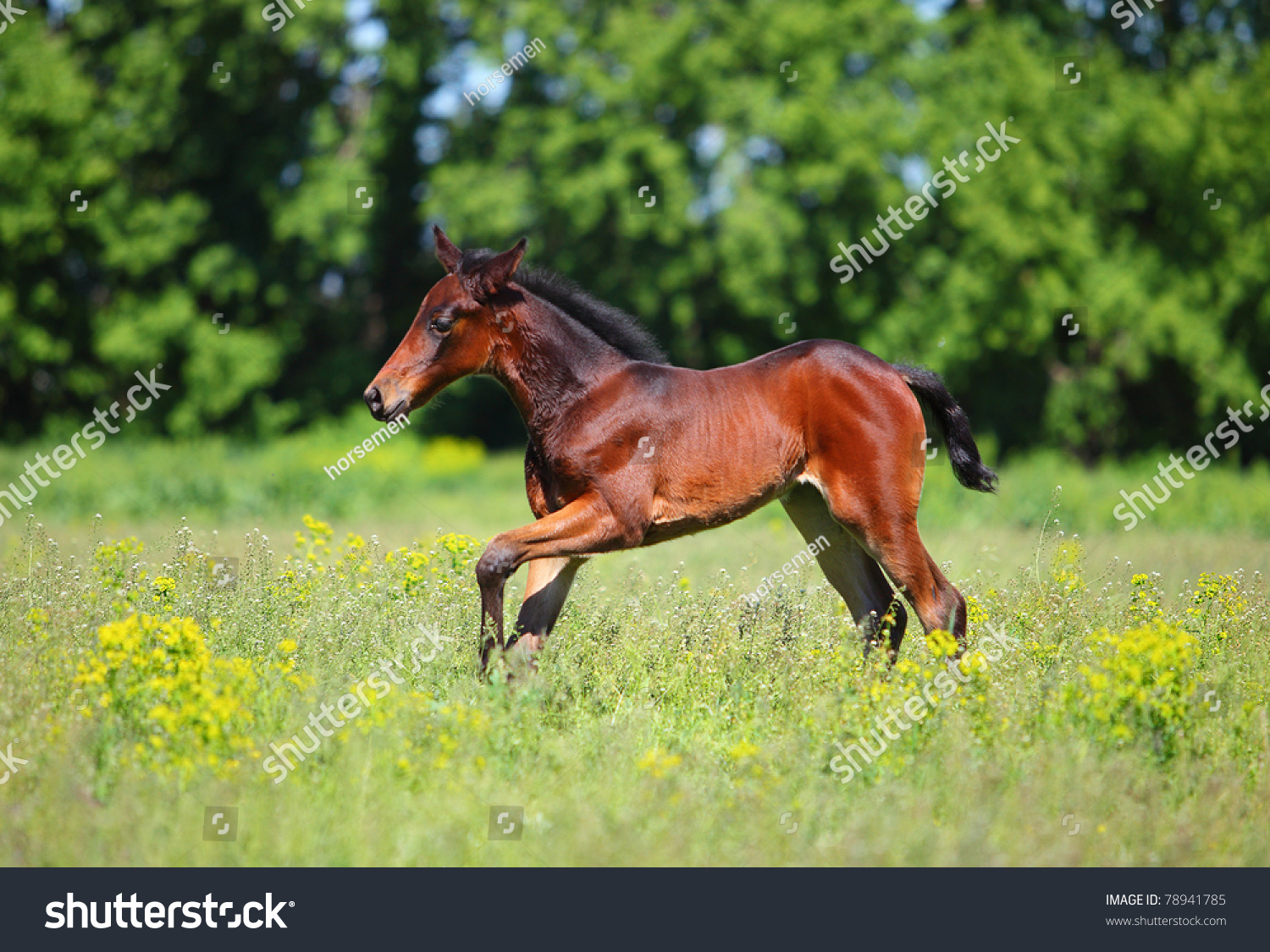 Baby Horse Running On Spring Meadow Stock Photo 78941785 : Shutterstock