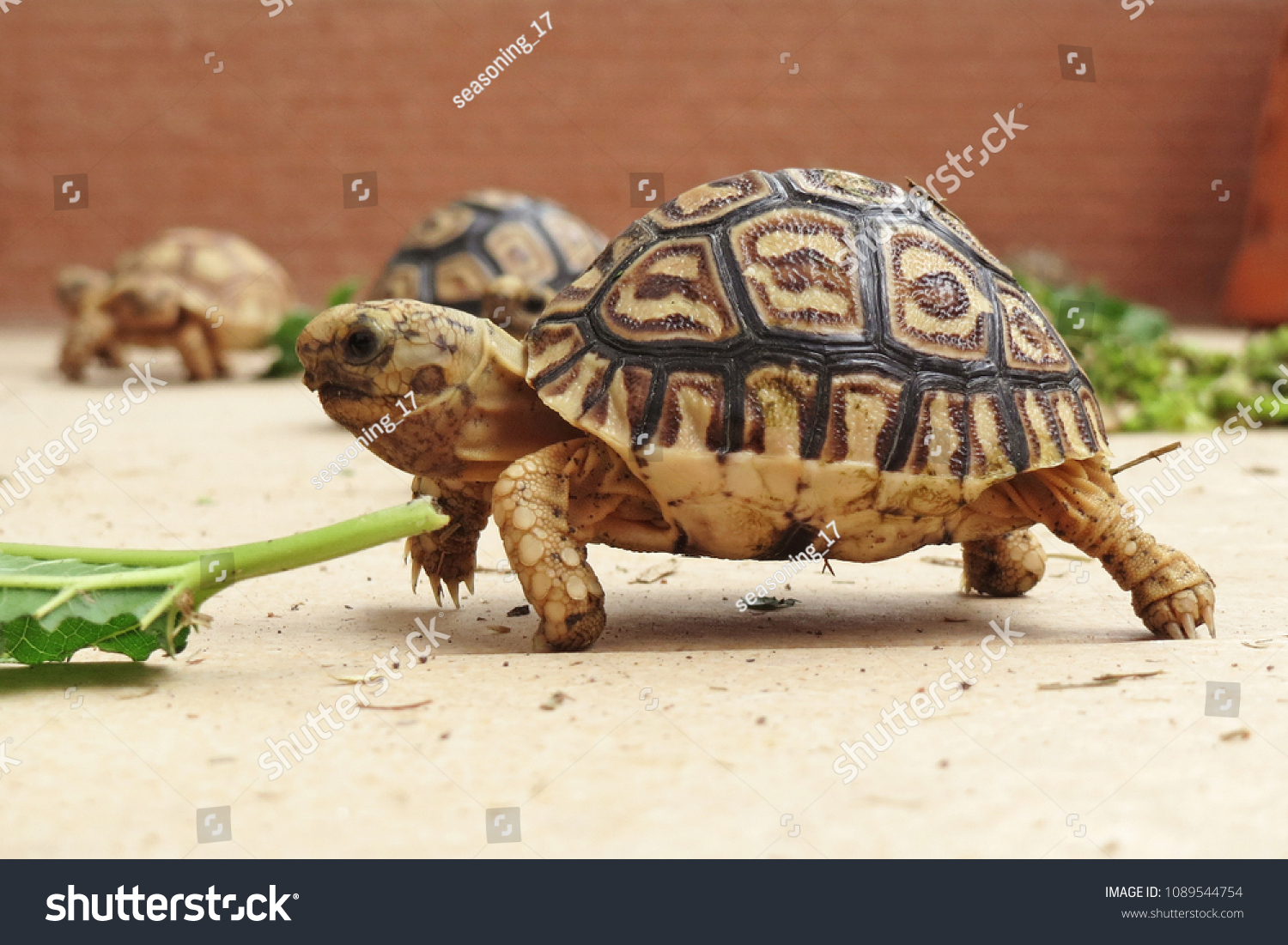 Baby Leopard Tortoise His Protective Shell Stock Photo Edit Now 1089544754,Starbuck Sizes And Prices