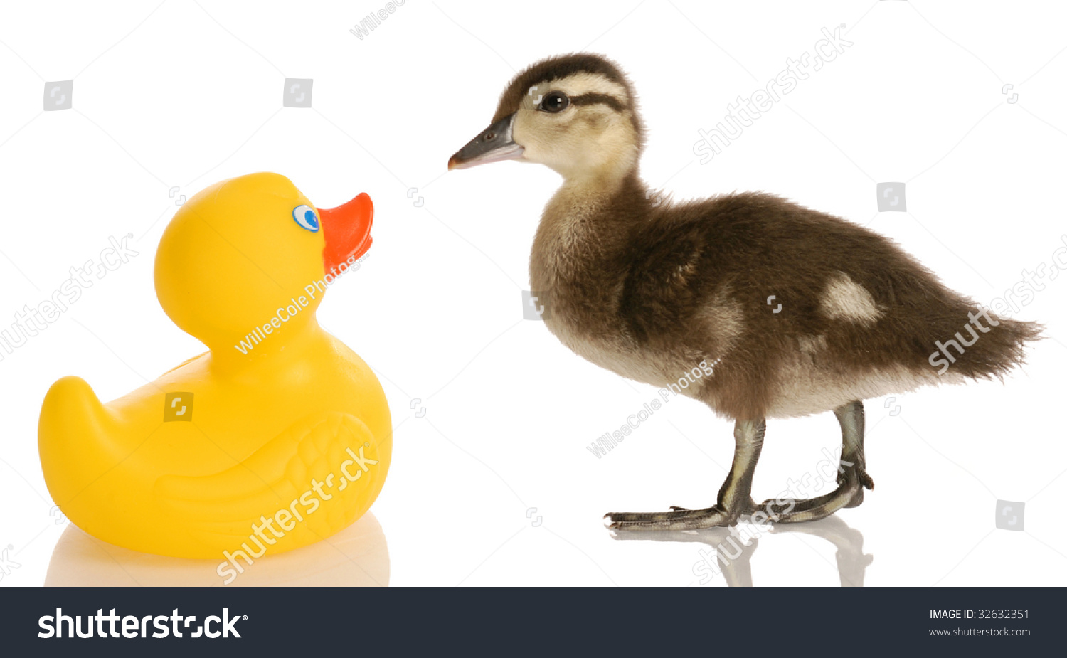 mallard rubber duck